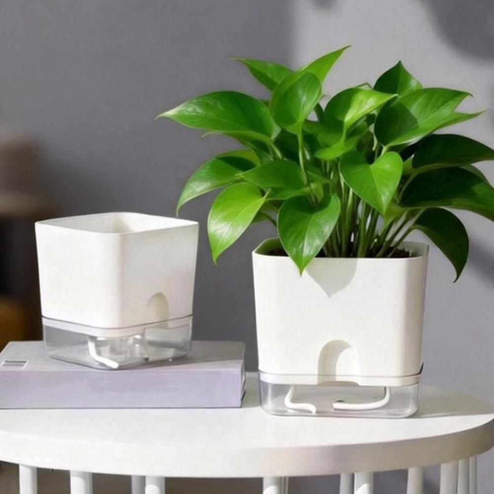 Automatic Watering Flower Pots - Aloe Vera Pot ulasan dan harga