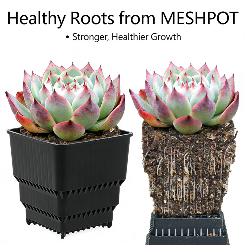 MESHPOT 6-Pack Square Pots for - Echeveria Succulent ulasan dan harga