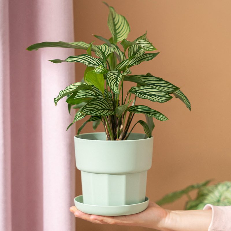Nordic Minimalist Style Green  - Aloe Vera Pot ulasan dan harga