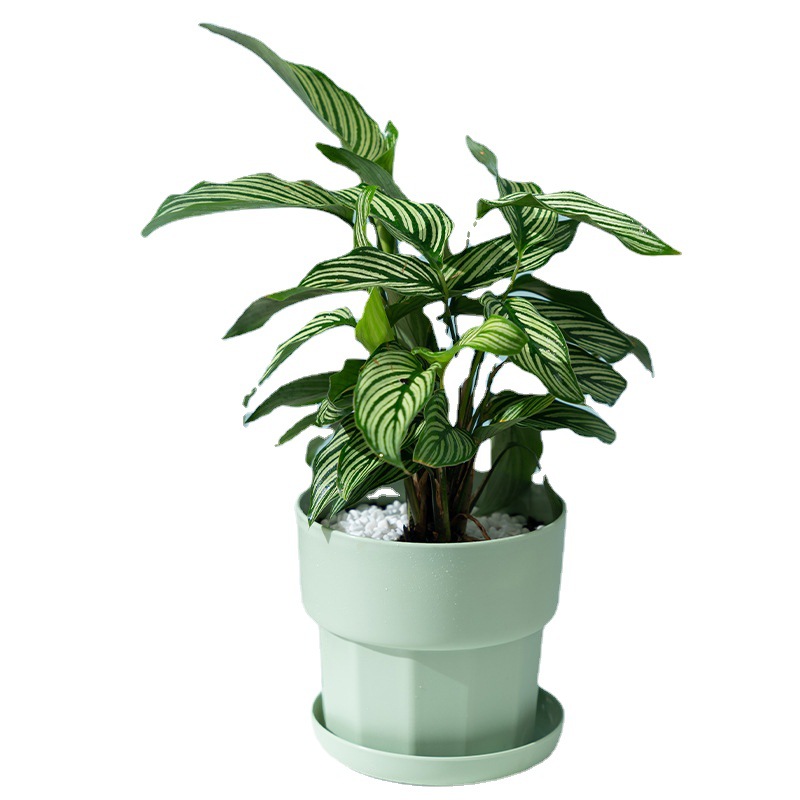 Nordic Minimalist Style Green  - Aloe Vera Pot ulasan dan harga
